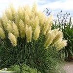 Cortaderia selloana - white
