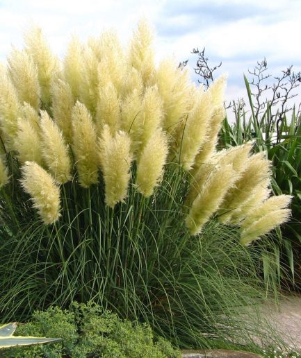 Cortaderia selloana - white