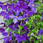 Clematis