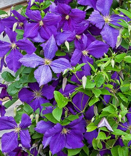 Clematis