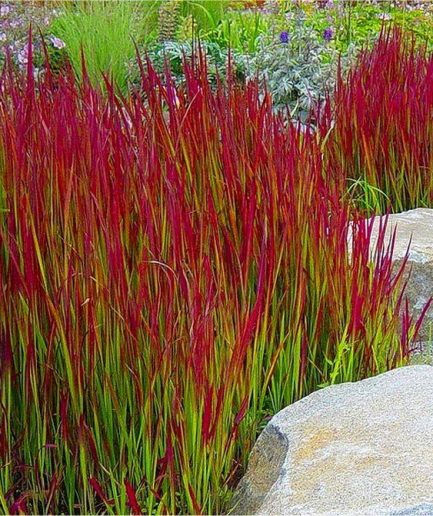 Imperata Cylindrica "Red Baron"