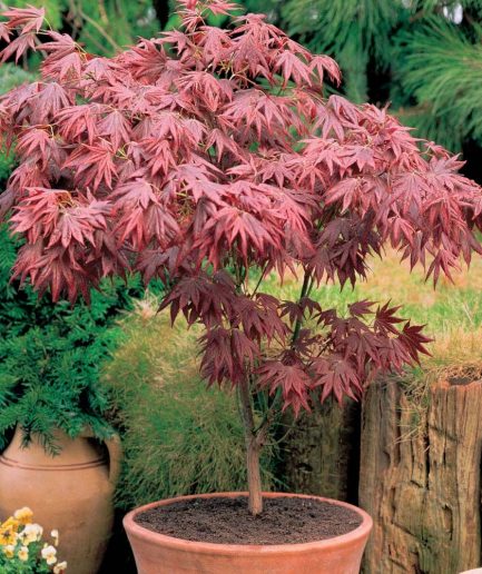 Acer